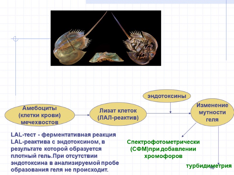 46 Амебоциты (клетки крови) мечехвостов Лизат клеток (ЛАЛ-реактив) эндотоксины Изменение мутности геля Спектрофотометрически (СФМ)при 46 Амебоциты (клетки крови) мечехвостов Лизат клеток (ЛАЛ-реактив) эндотоксины Изменение мутности геля Спектрофотометрически (СФМ)при